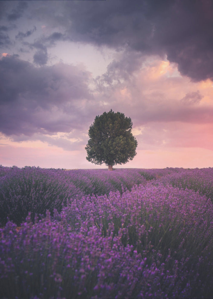 Lavender Fields, Isparta by Cuma Cevik