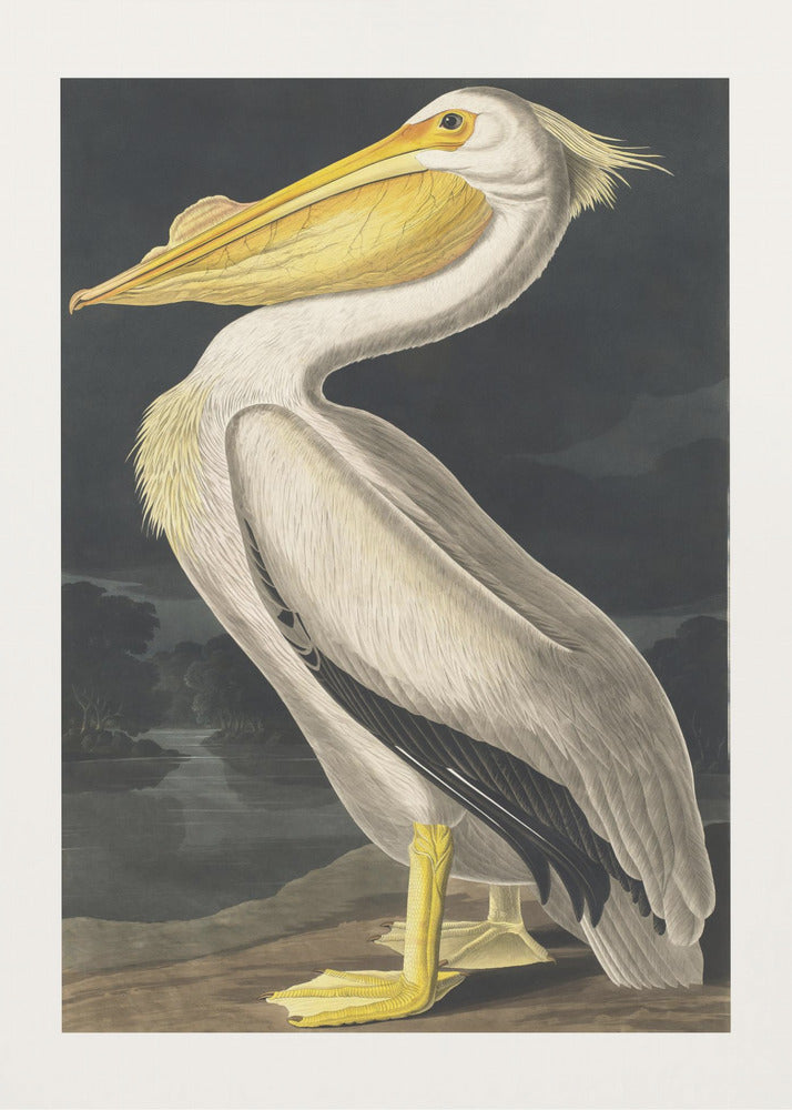 American White Pelican From Birds of America (1827) by John James Audubon