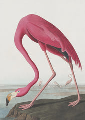 Pink Flamingo Ii From Birds of America (1827) by John James Audubon