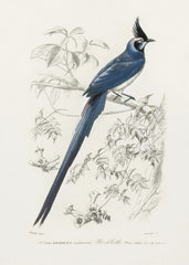 Black Throated Magpie Jay by Charles Dessalines D Orbigny