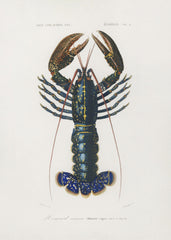 Crimson Crawfish by Charles Dessalines D Orbigny