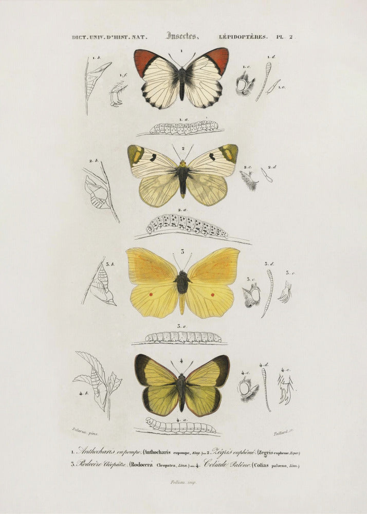 Different Types of Butterflies by Charles Dessalines D Orbigny