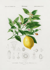 Lemon (citrus Limonium) by Charles Dessalines D Orbigny