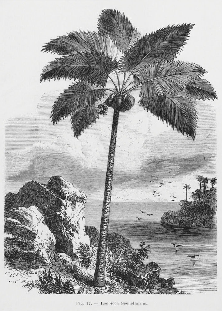 Vintage Palm Tree Drawing I by Les Palmiers Histoire Iconographique