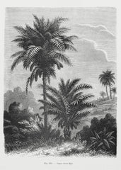 Vintage Palm Tree Drawing V by Les Palmiers Histoire Iconographique