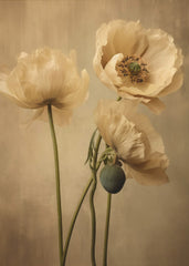 Poppies 24 by Bilge Paksoylu