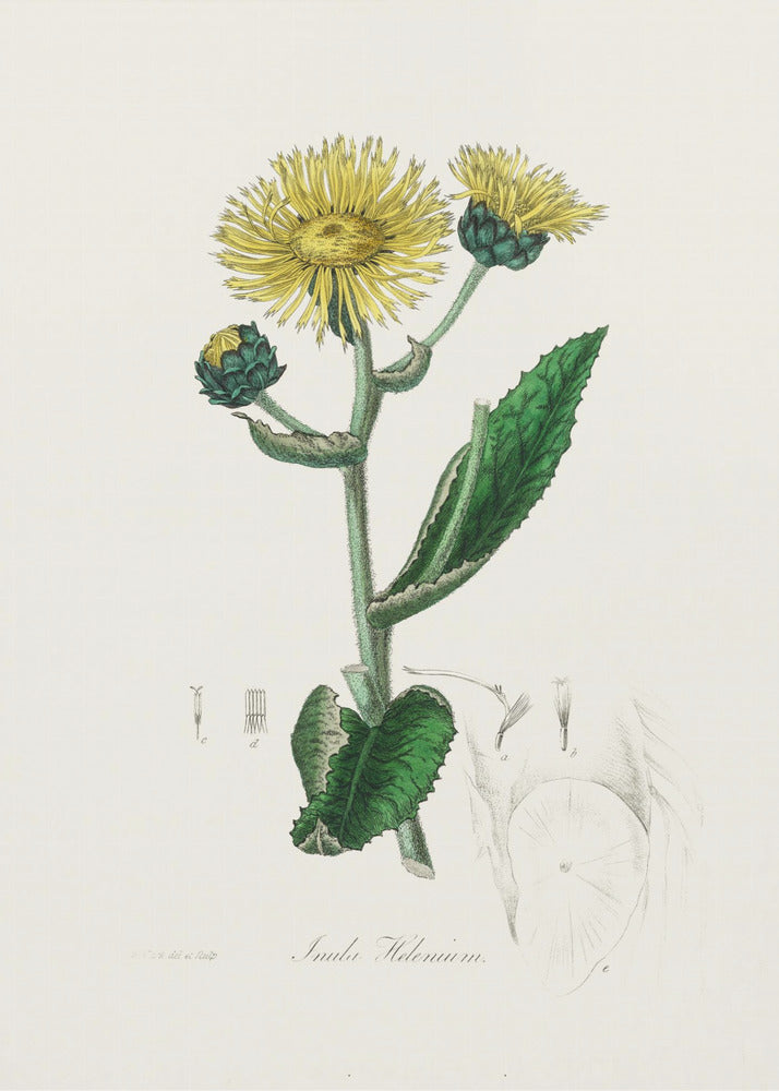 Elecampane (inula Helenium) Medical Botany by John Stephenson and James Morss Churchill