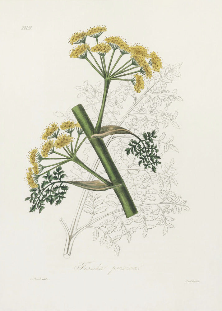 Ferula Persica Medical Botany by John Stephenson and James Morss Churchill