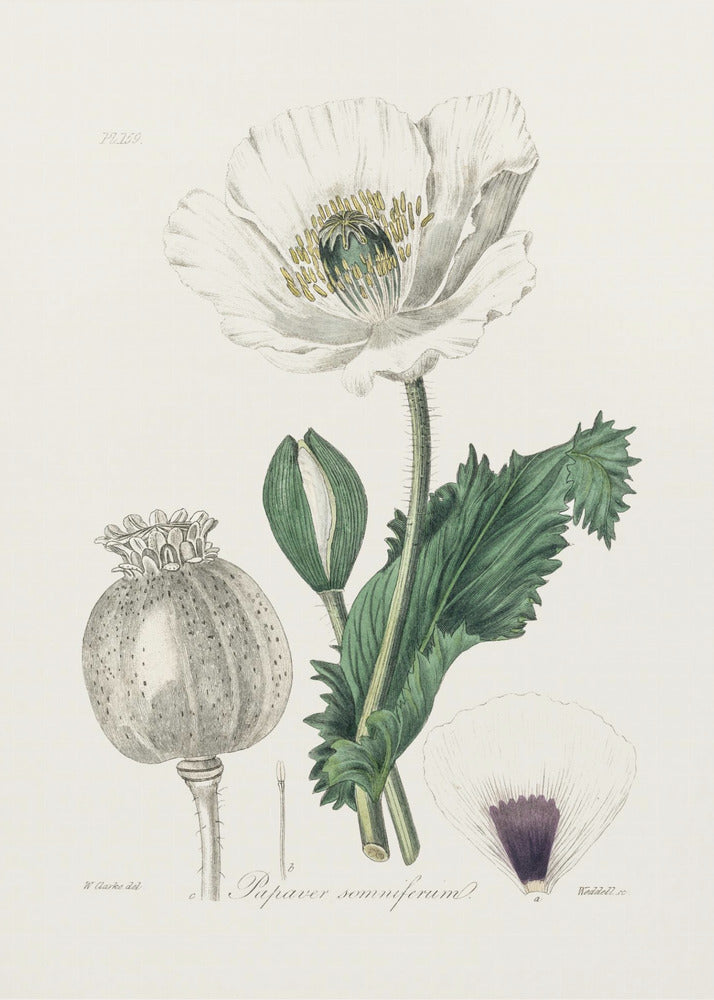 Opium Poppy (papaver Somniferum) Medical Botany by John Stephenson and James Morss Churchill