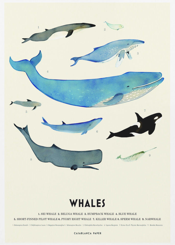 Whales