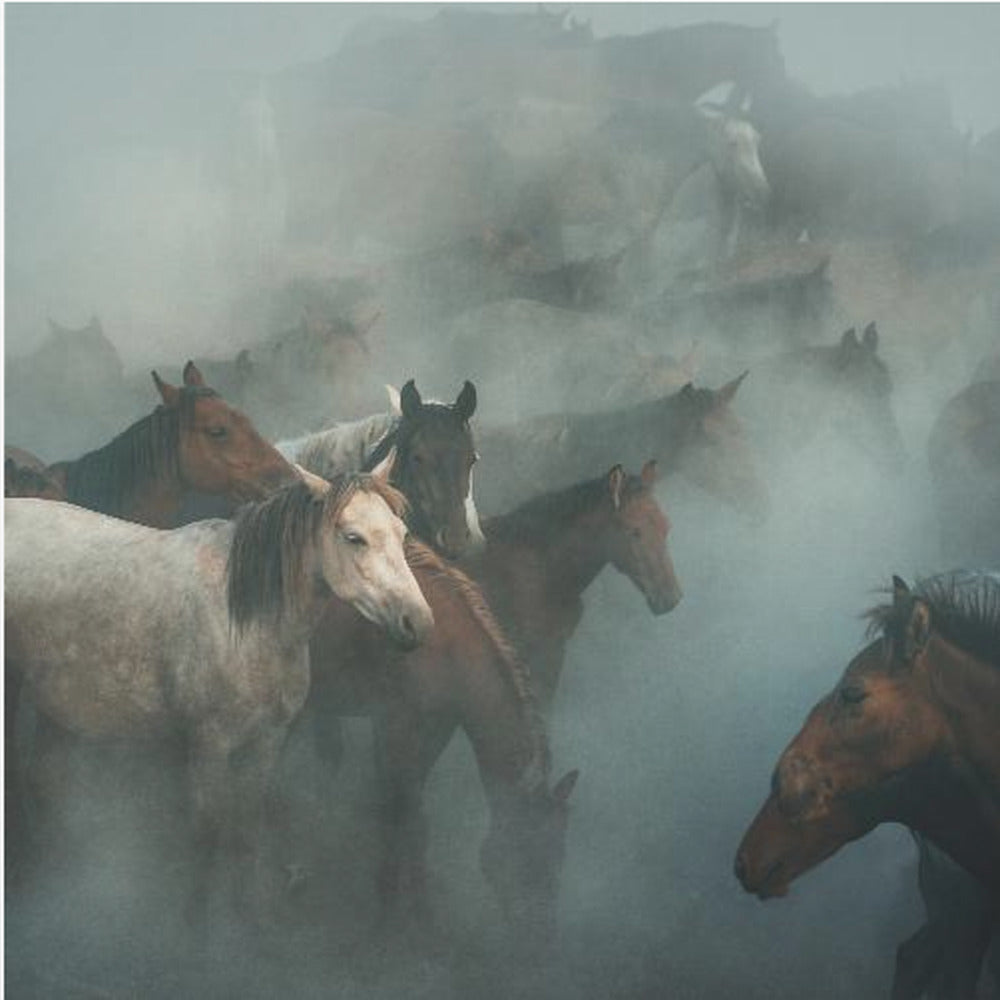 lost horses by Hüseyin Taşkın