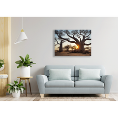Wall Art Print - Boababs in the Savannah at Sunrise