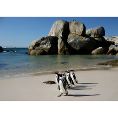 Wall Art Print - African Penguins At Boulders