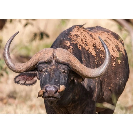 Wall Art Print - African Buffalo Cow