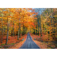 Canvas Wall Art - Road Into Autumn