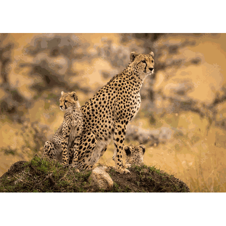 Wall Art Print - Cheetah with Her Cubs