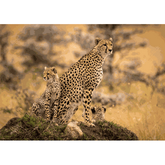 Wall Art Print - Cheetah with Her Cubs