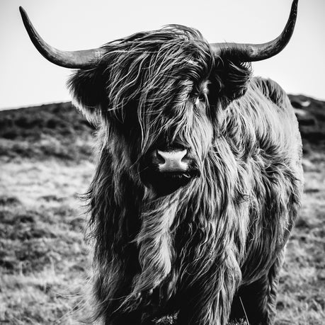Wall Art Print - Make me moove