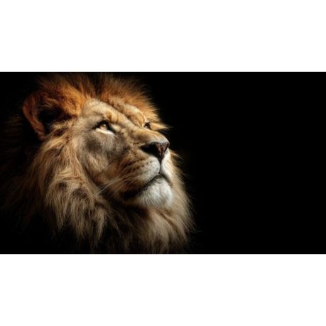 Wall Art Print - The King Lion
