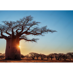Wall Art Print - Boabab on a Dry Savannah