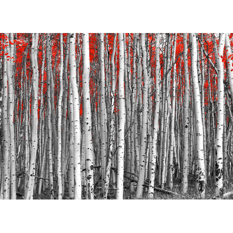 Wall Art Print - Red leaves in a black and white forest