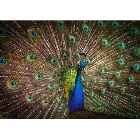Wall Art Print - Peacock splendour