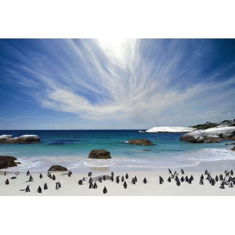 Wall Art Print - The penguins at Boulder's beach