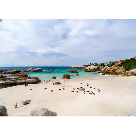 Wall Art Print- African Penguins