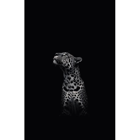 Wall Art Print - Black and White Leopard Looking Up