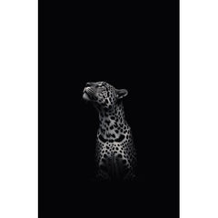 Wall Art Print - Black and White Leopard Looking Up
