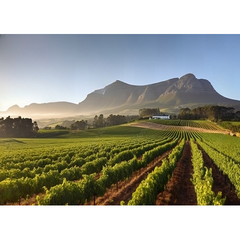 Wall Art Print- Vineyard Tour in Cape Town