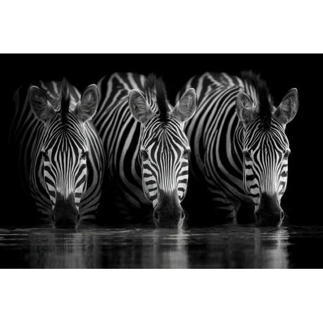 Wall Art Print - 3 Zebras Drinking Water at Night
