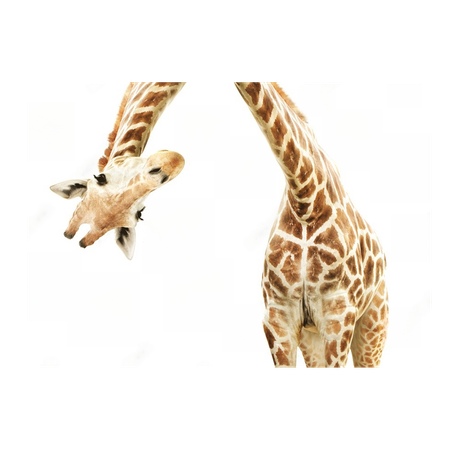 Wall Art Print - Giraffe