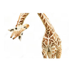 Wall Art Print - Giraffe