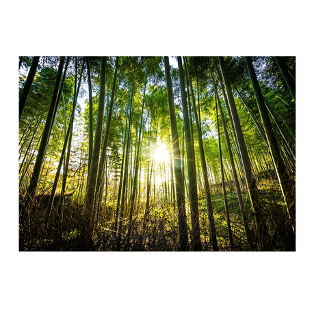 Wall Art Print - Forest Sunset
