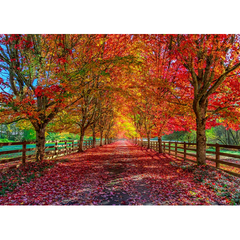Wall Art Print - Autumn Trees Lining Driveway