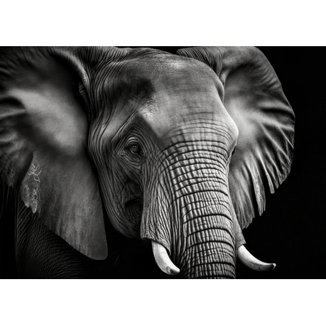 Wall Art Print - Portrait of an Elephant in Black and White