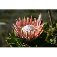 Wall Art Print - King Protea