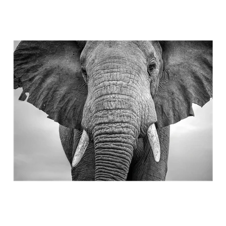 Wall Art Print - Elephant Walking