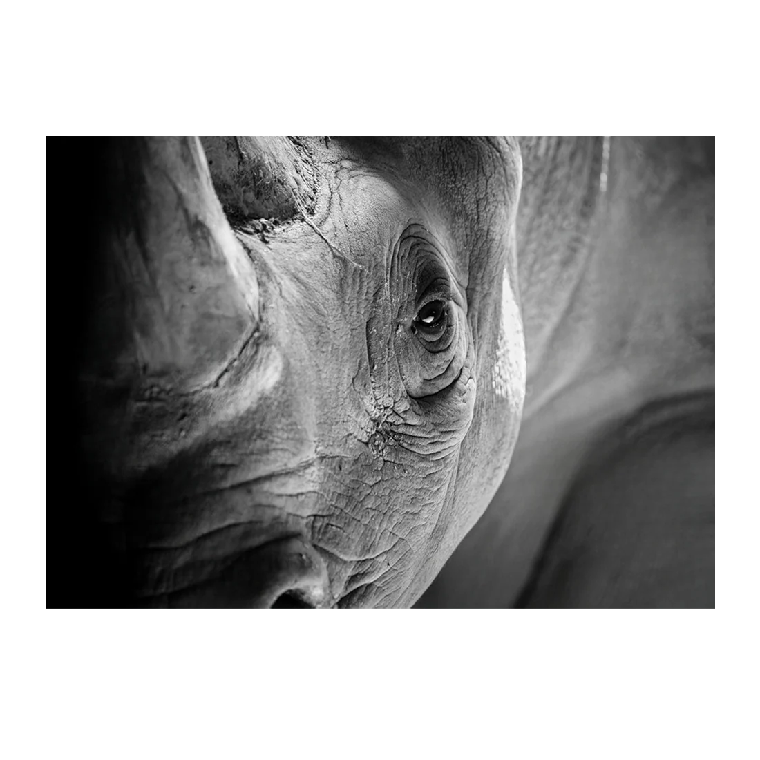 Wall Art Print - Rhino Close Up
