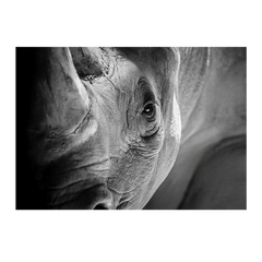 Wall Art Print - Rhino Close Up