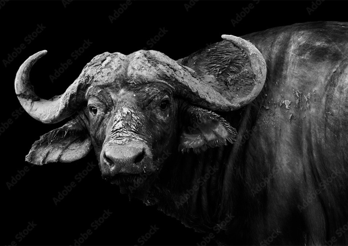 Wall Art Print - Buffalo