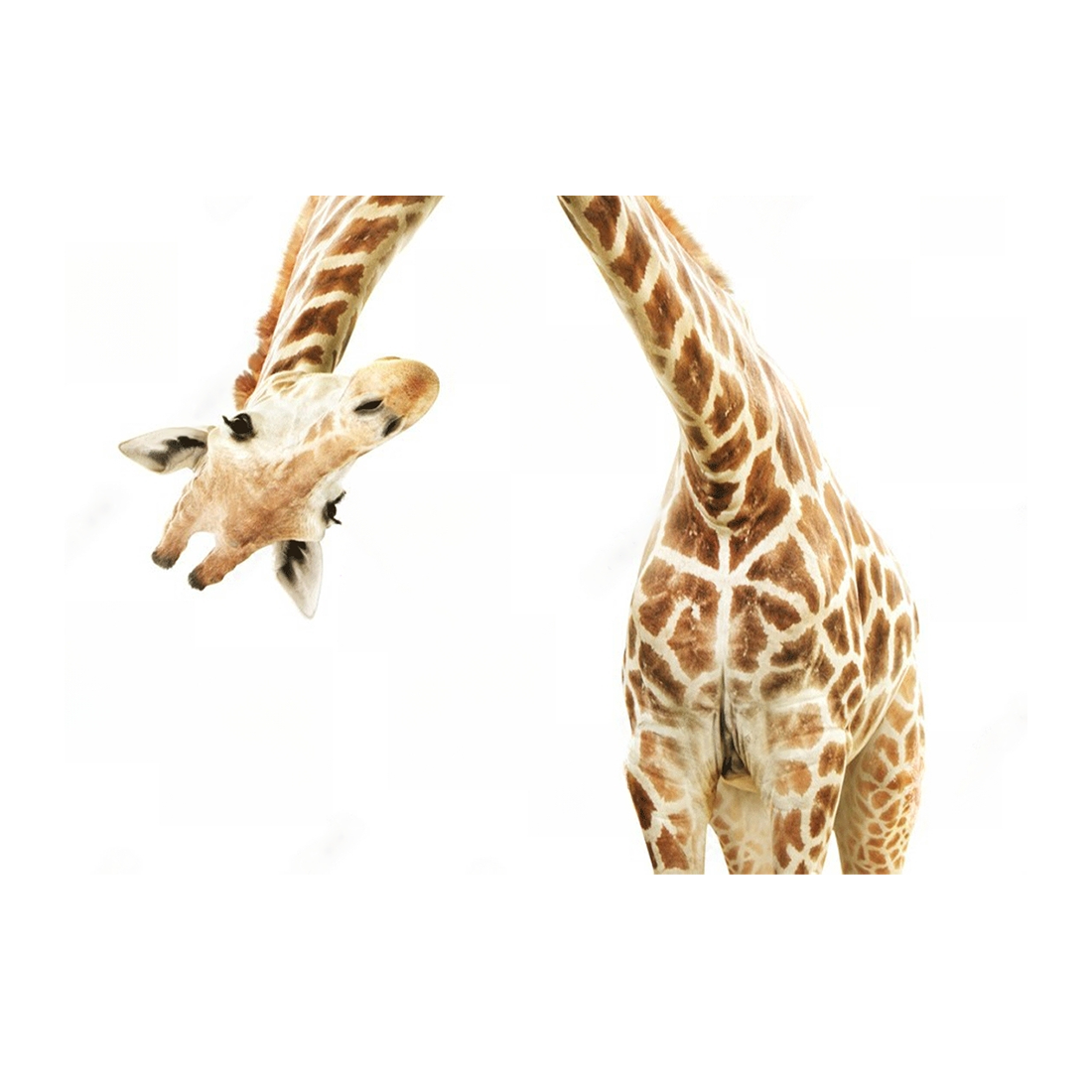 Wall Art Print - Giraffe
